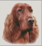 (image for) Irish Red Setter (No Background)